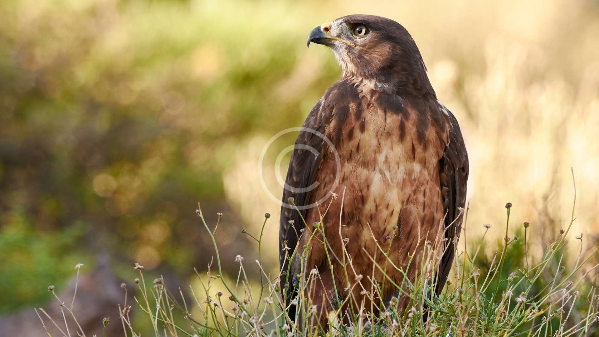 Eagle Recovery Programme