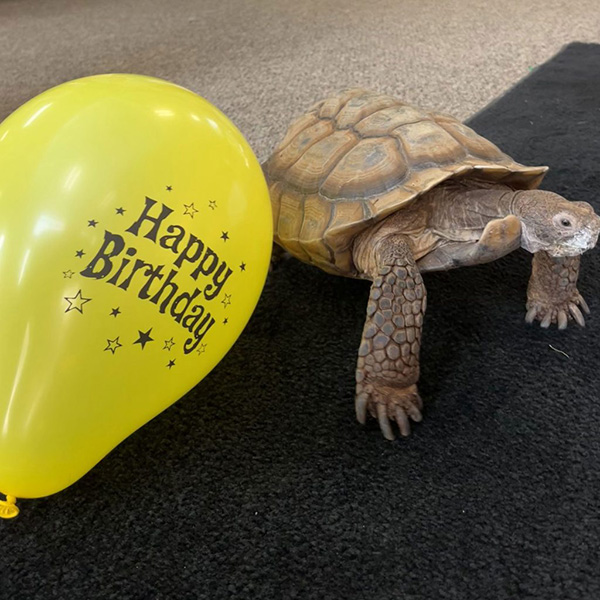 birthday