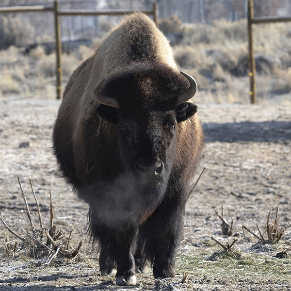 Buffalo