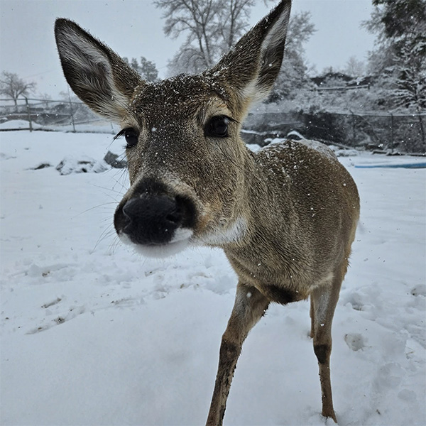 deer