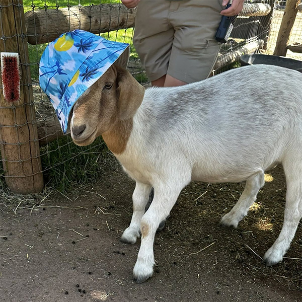 Goat