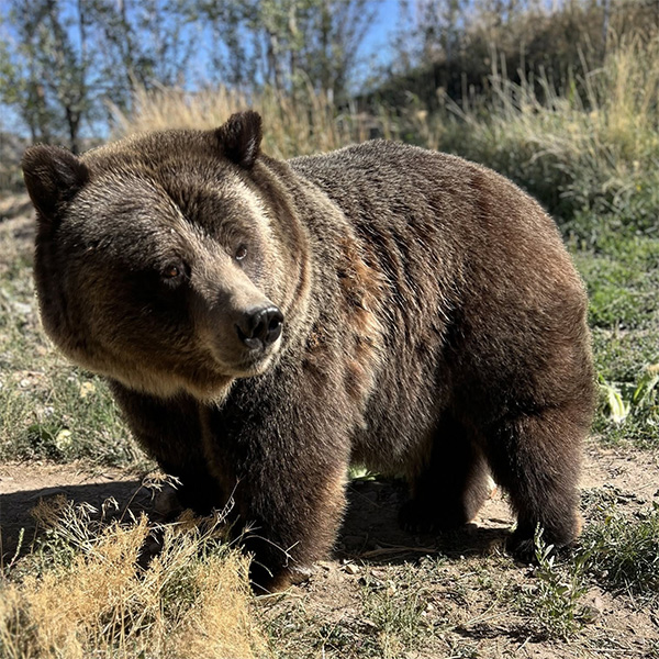 Grizzly Bear