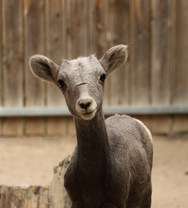 infant-big-horn-sheep