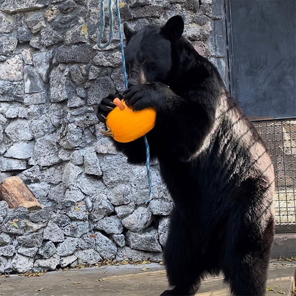 Roscoe the Black Bear