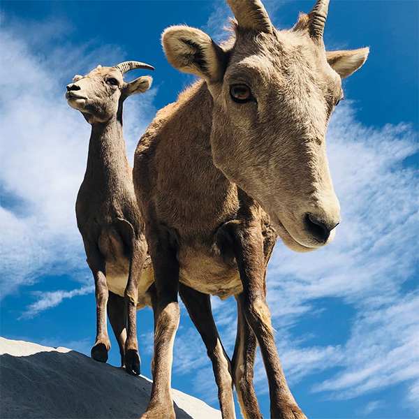 Big Horn Sheep